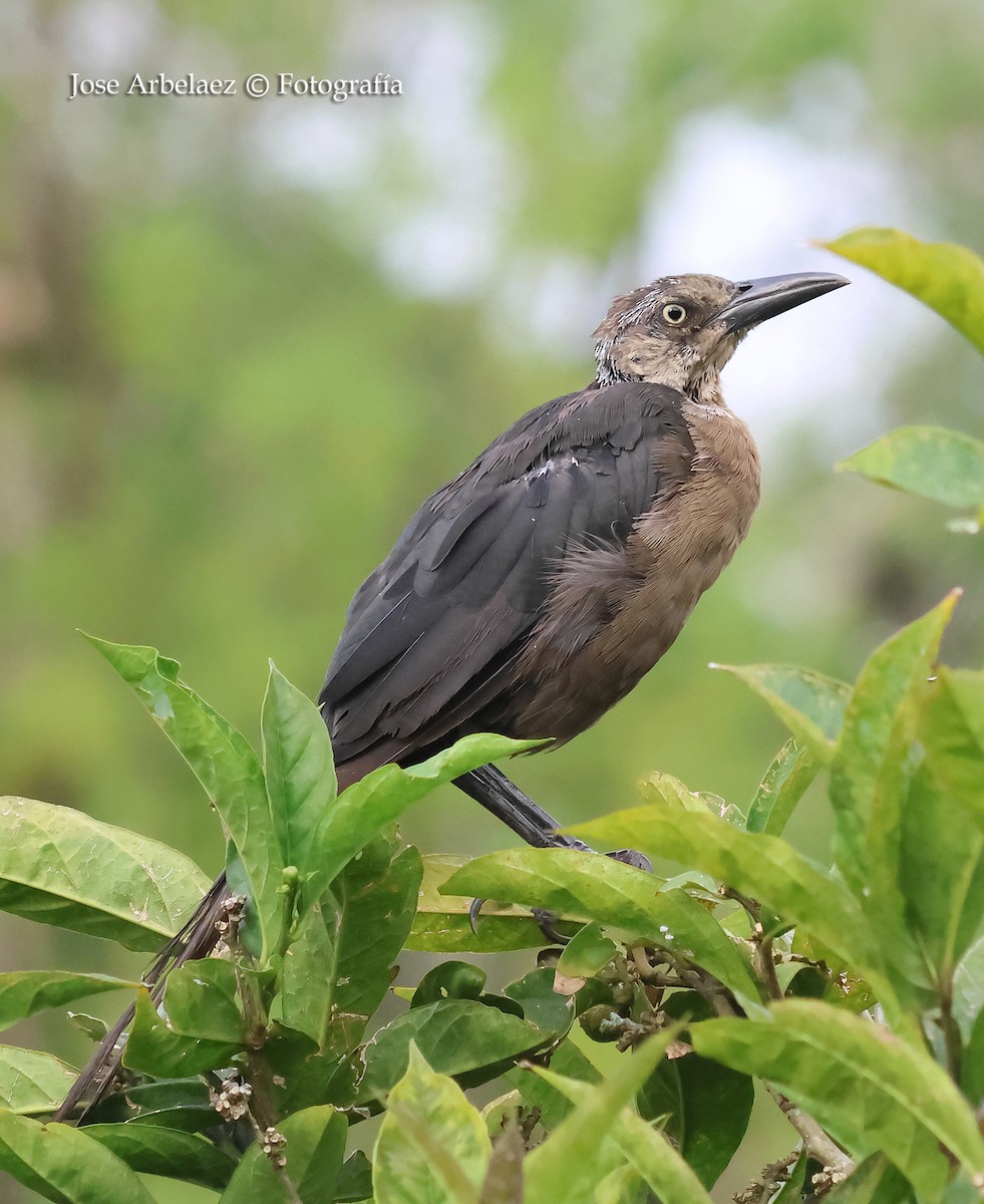 Great-tailed Grackle - ML643328847