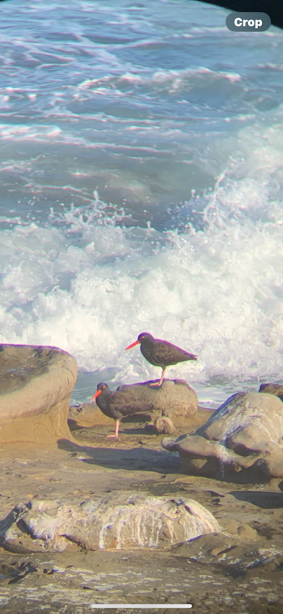 Black Oystercatcher - ML643328850