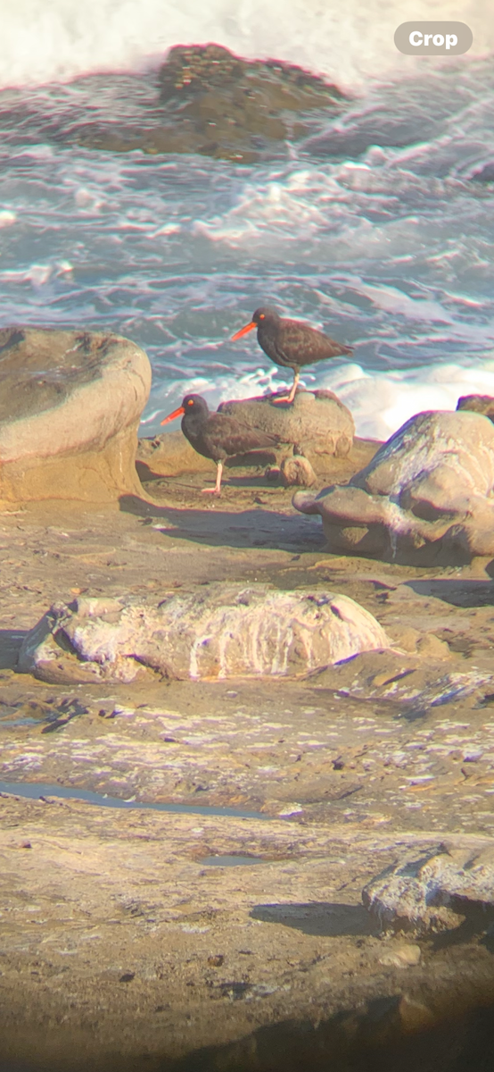 Black Oystercatcher - ML643328851