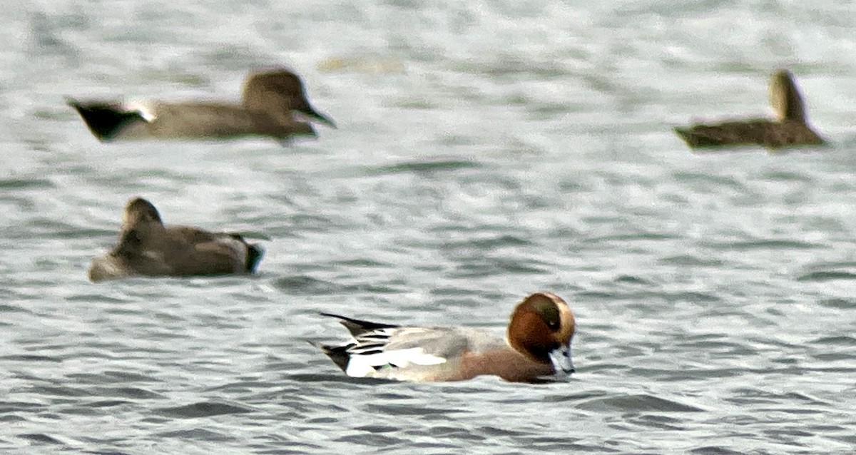 Hybride Canard siffleur x C. d'Amérique - ML643328871