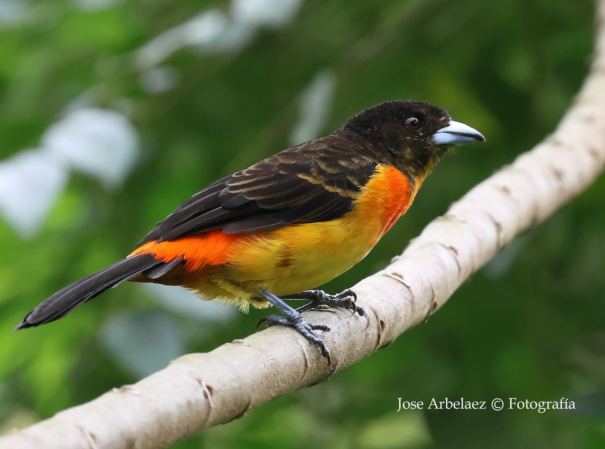 Flame-rumped Tanager - ML643328872