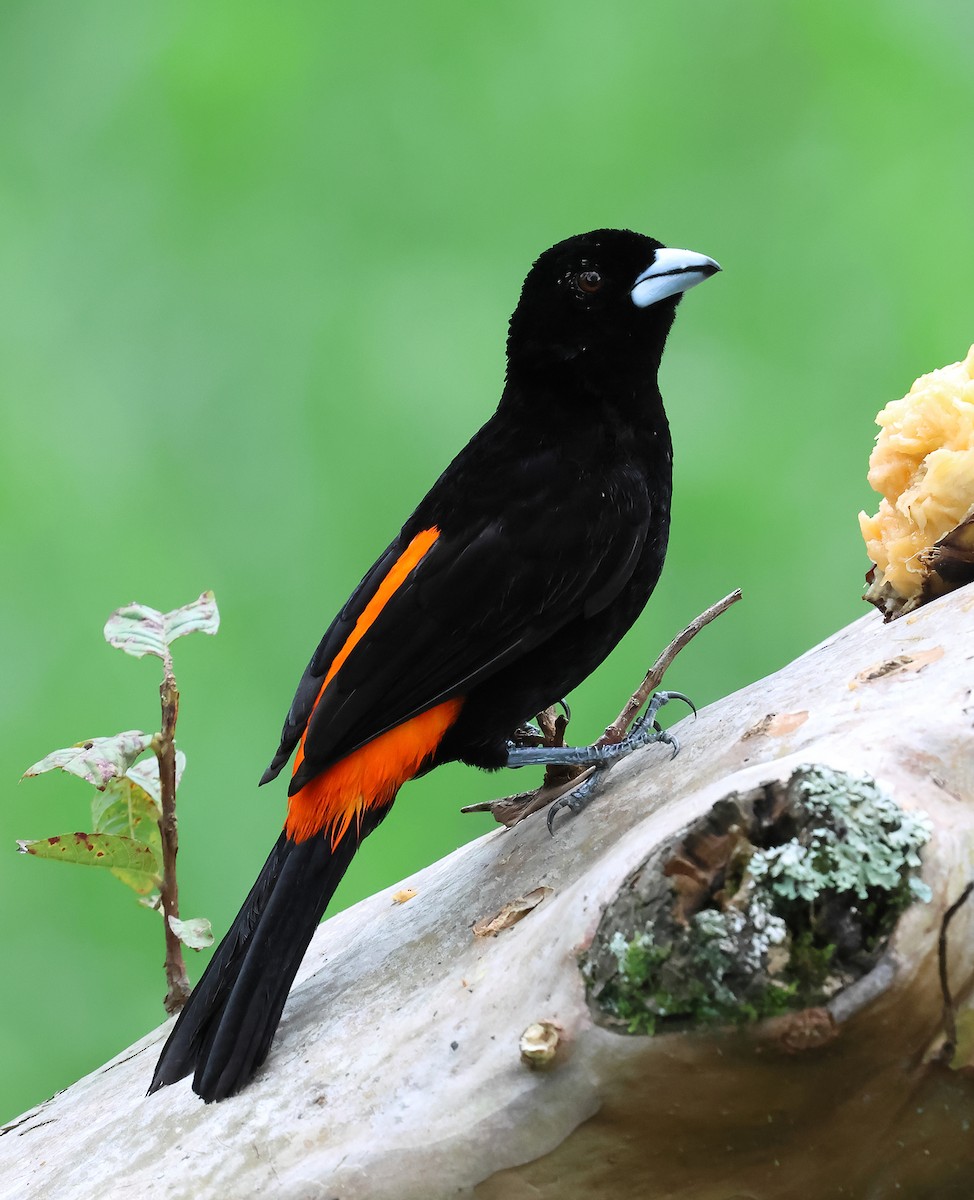 Flame-rumped Tanager - ML643328873