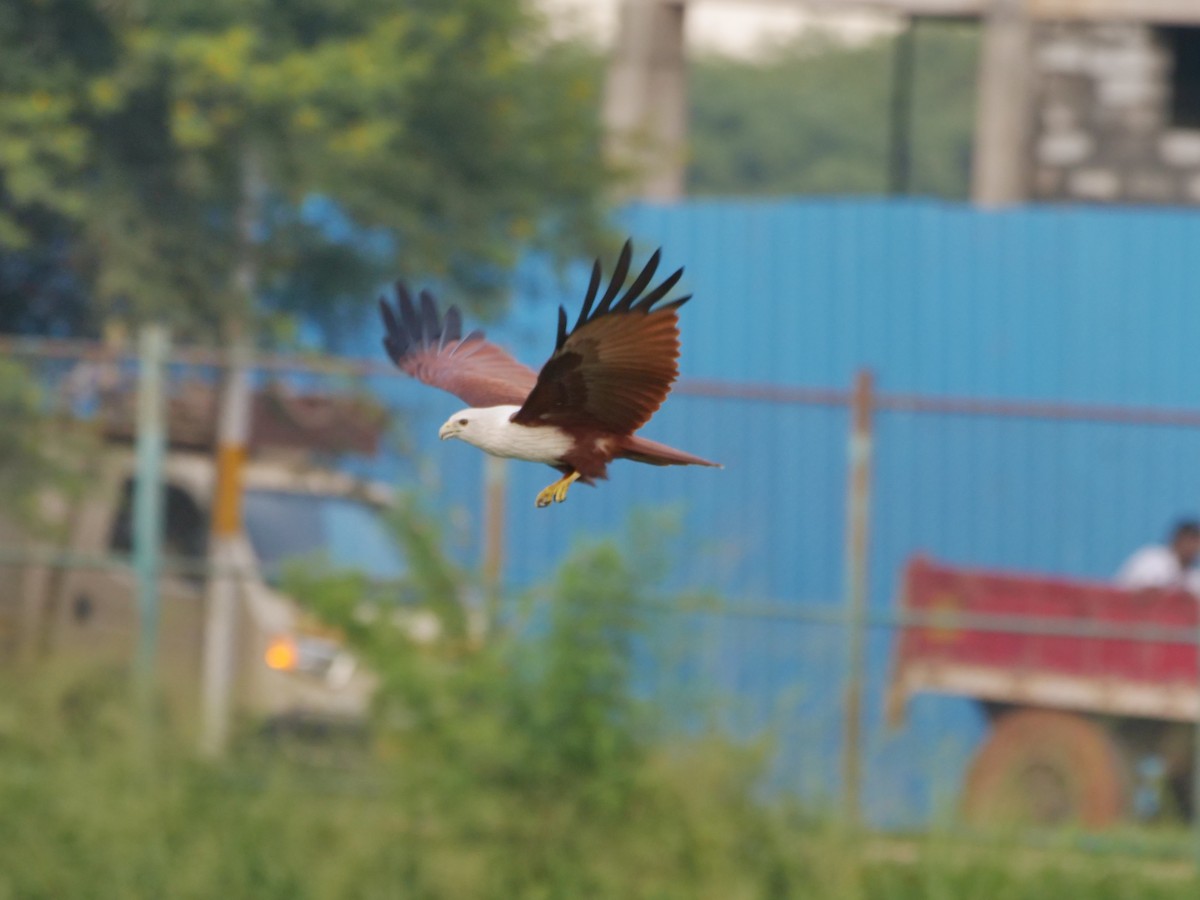 Brahminy Kite - ML643328876