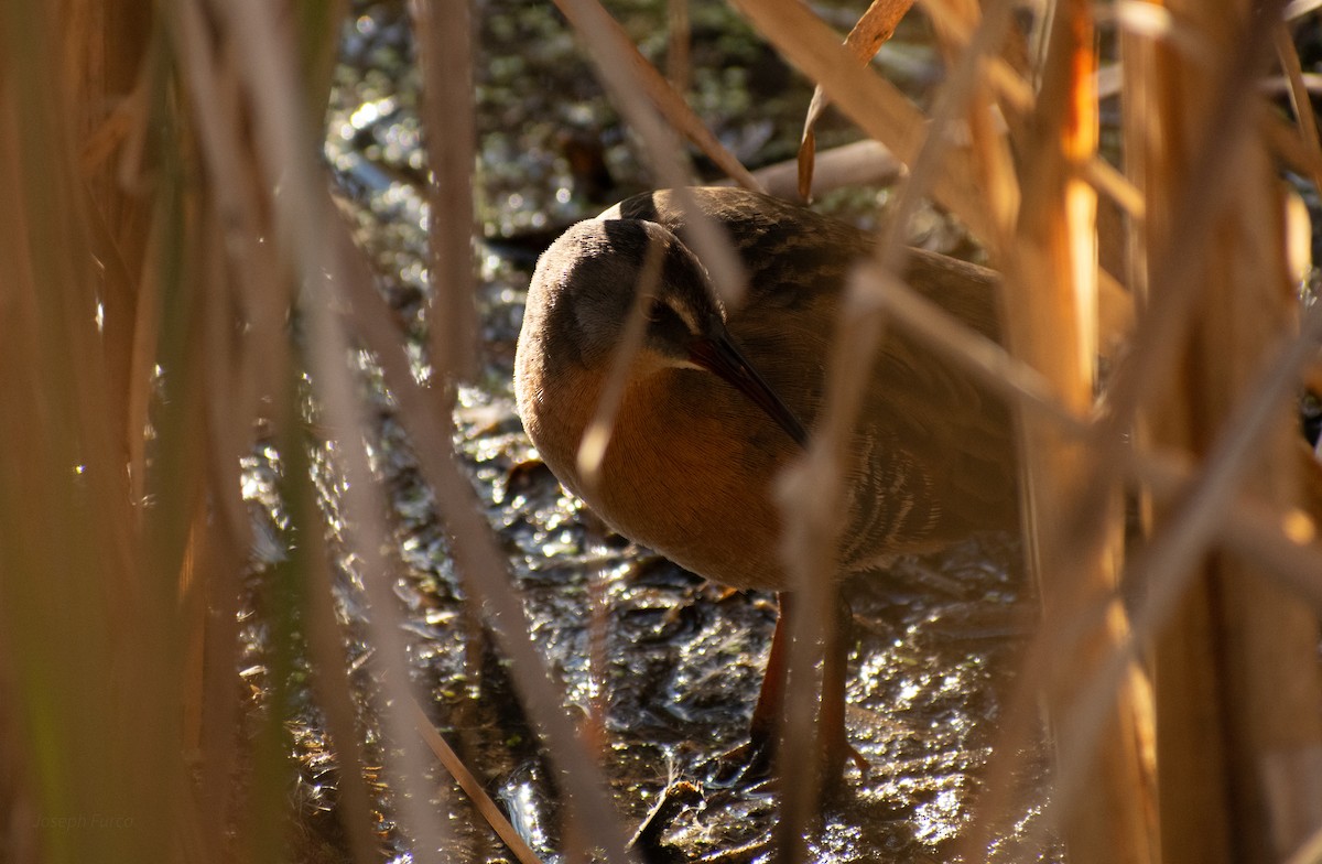 Virginia Rail - ML643328883