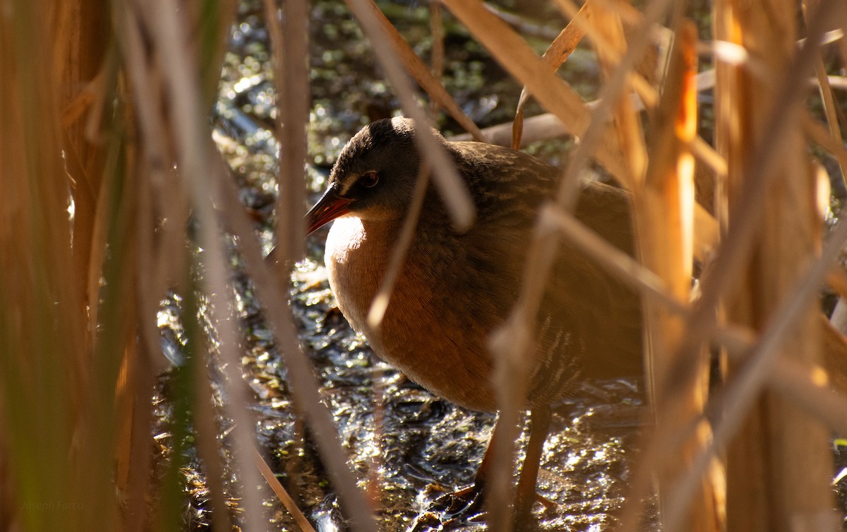Virginia Rail - ML643328884