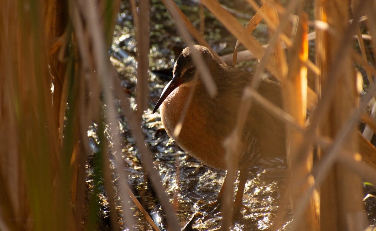 Virginia Rail - ML643328885