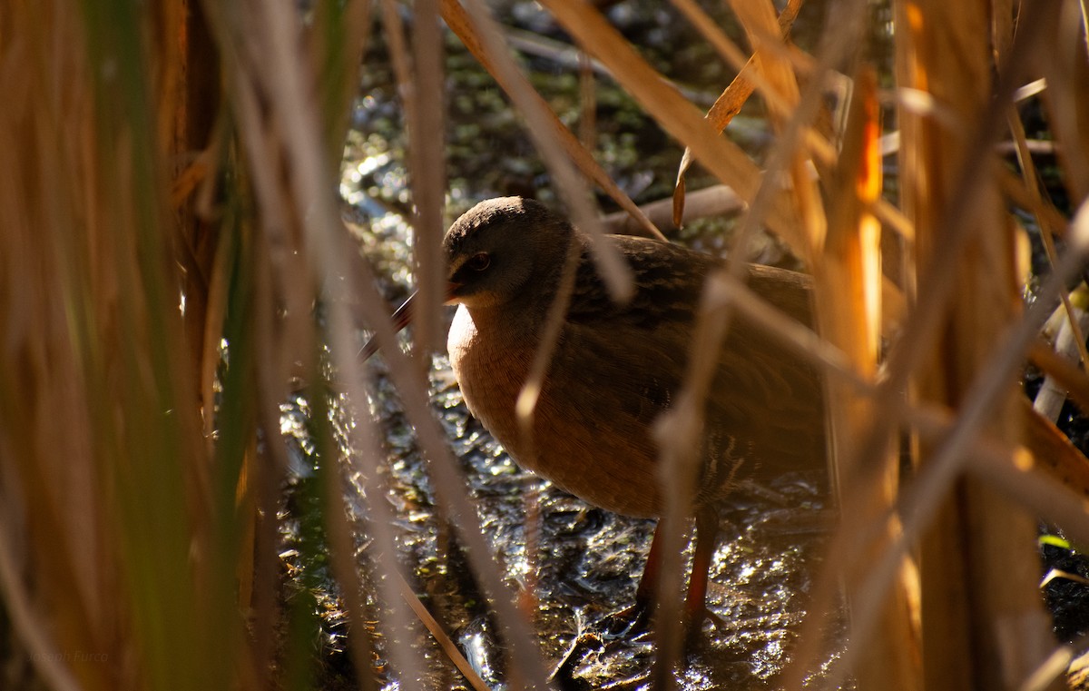 Virginia Rail - ML643328886