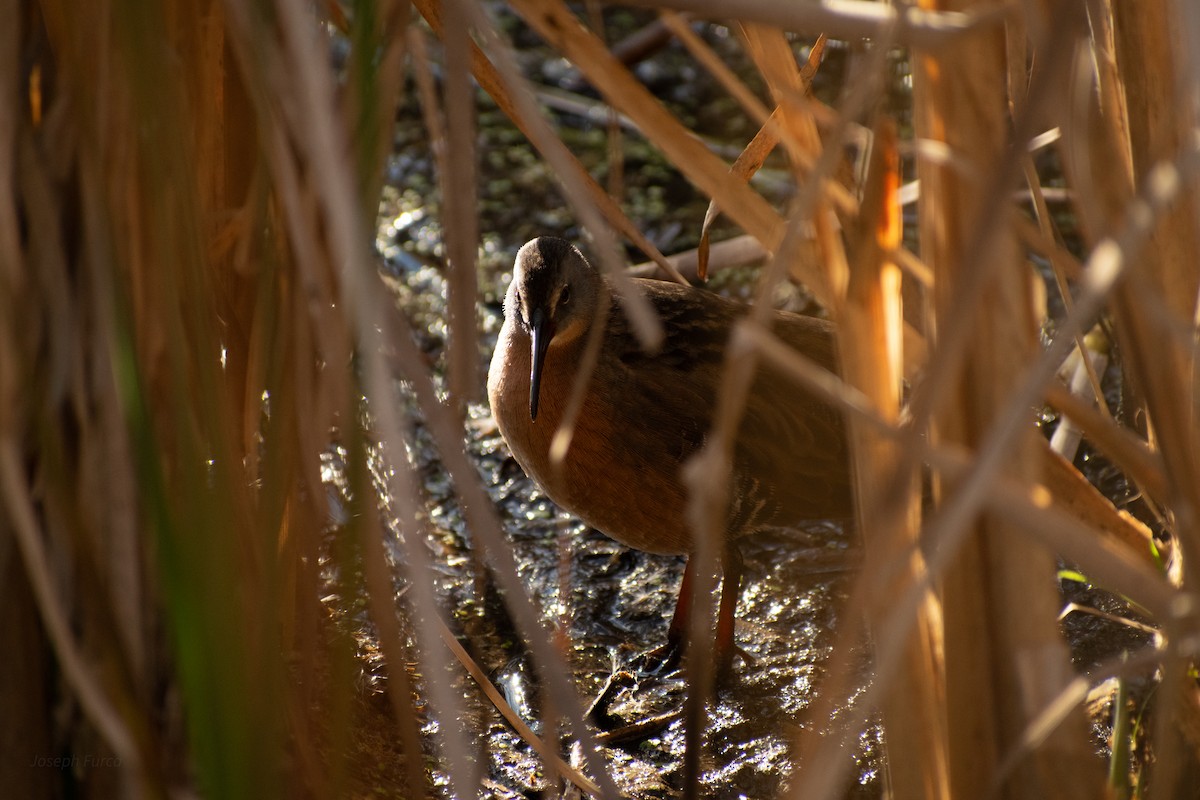 Virginia Rail - ML643328887