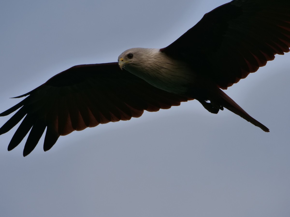Brahminy Kite - ML643328892