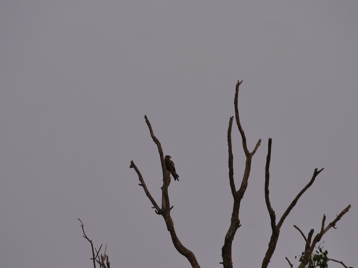 Black Kite - ML643328905