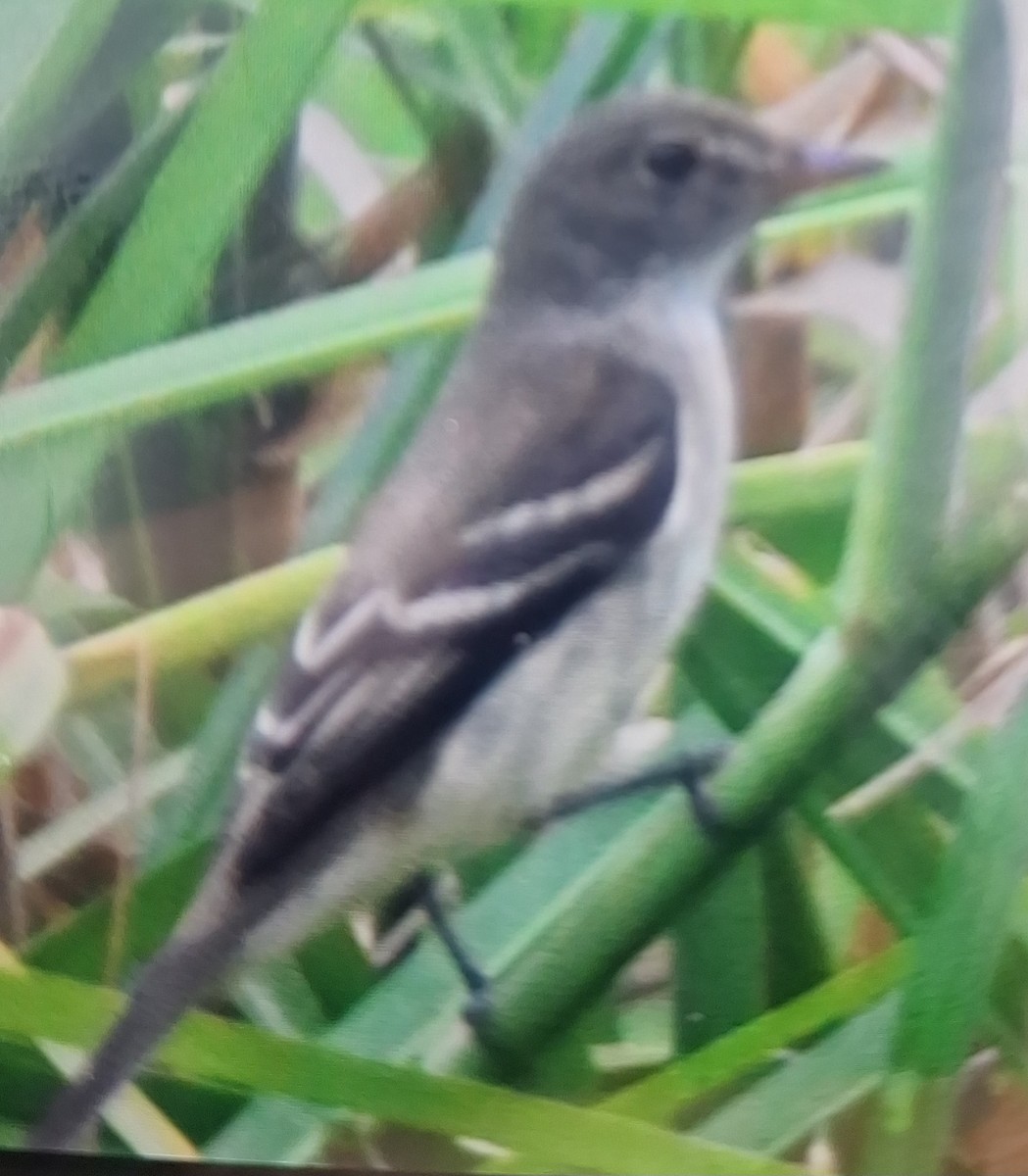 Alder Flycatcher - ML643328907