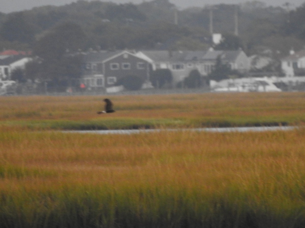 Northern Harrier - ML643328908
