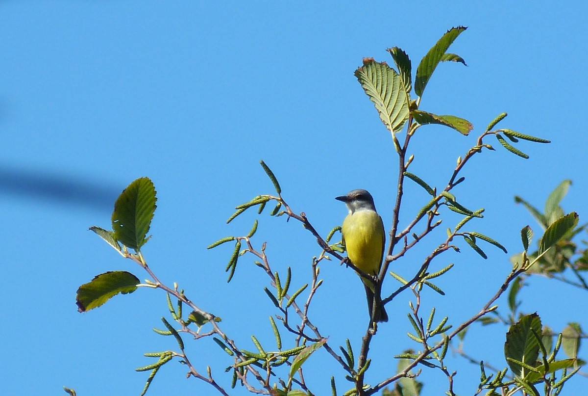 Tropikal Tiran - ML643328911
