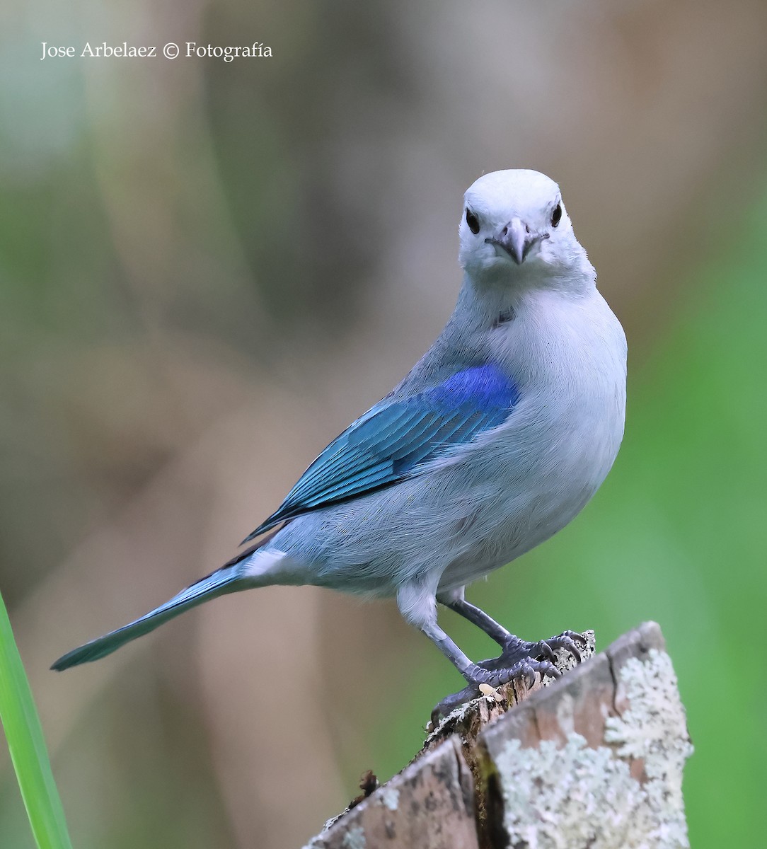 Blue-gray Tanager - ML643328923