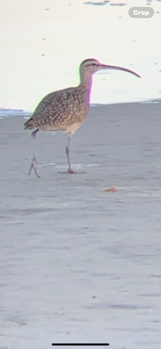Long-billed Curlew - ML643328924