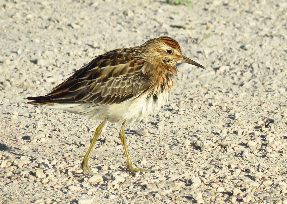 Sharp-tailed Sandpiper - ML643328925