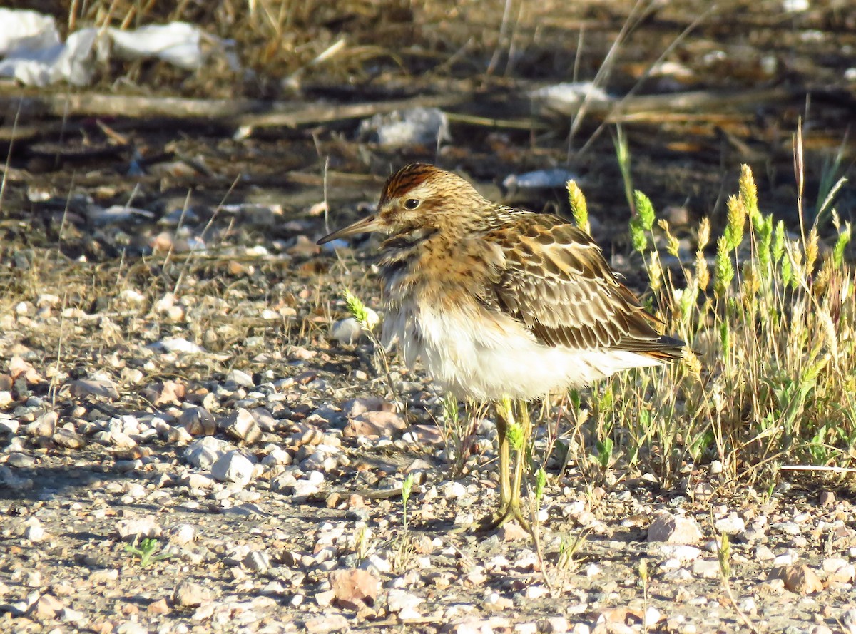 Sharp-tailed Sandpiper - ML643328926