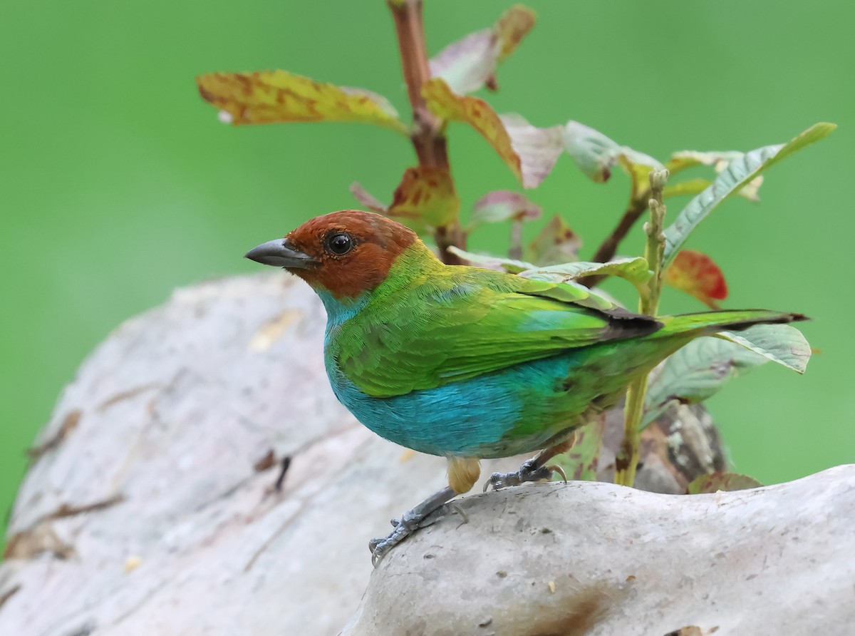 Bay-headed Tanager - ML643328932