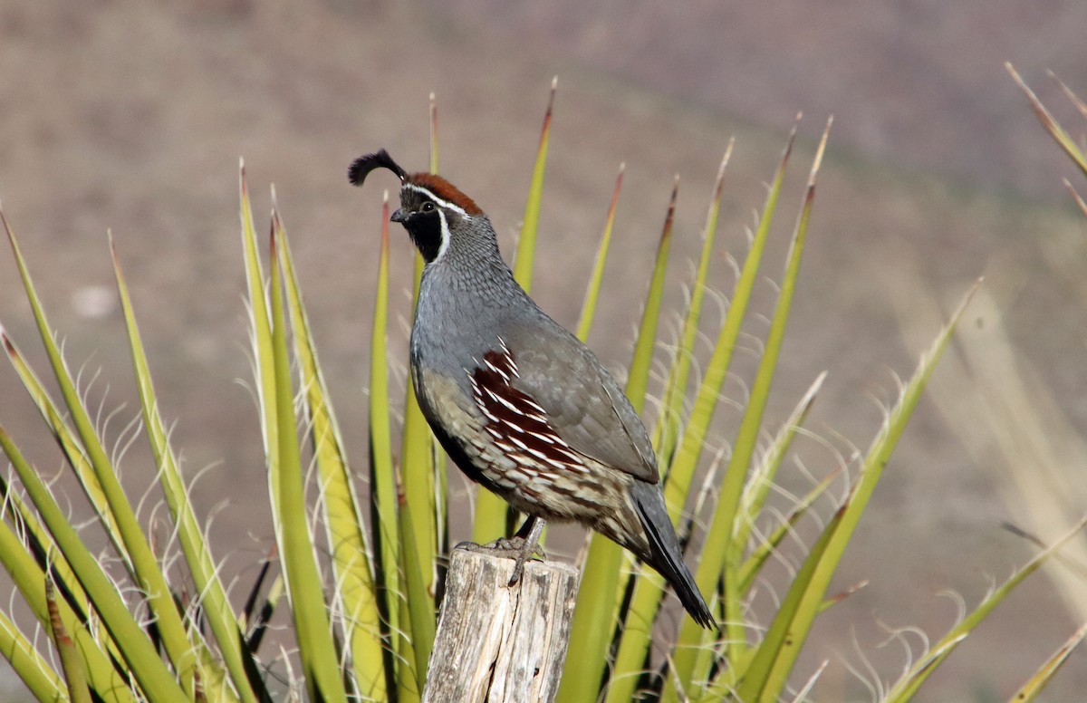 Gambel's Quail - ML643328973
