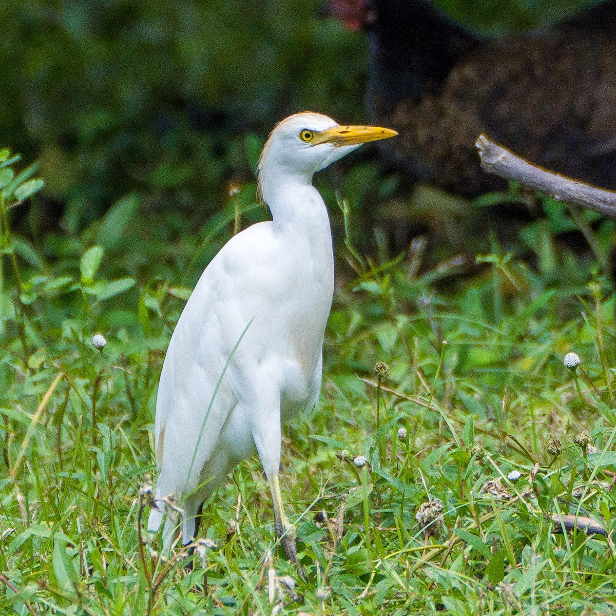 Western Cattle-Egret - ML643329001