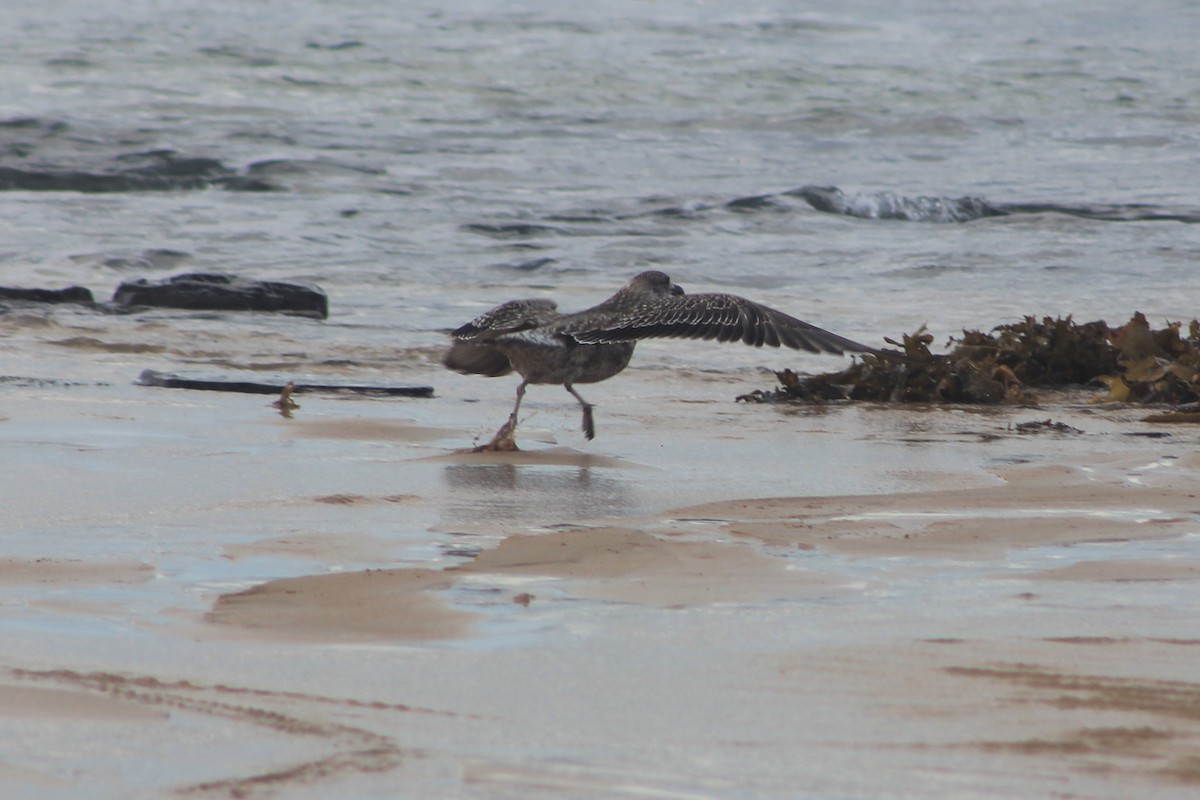 Pacific Gull - ML643329007
