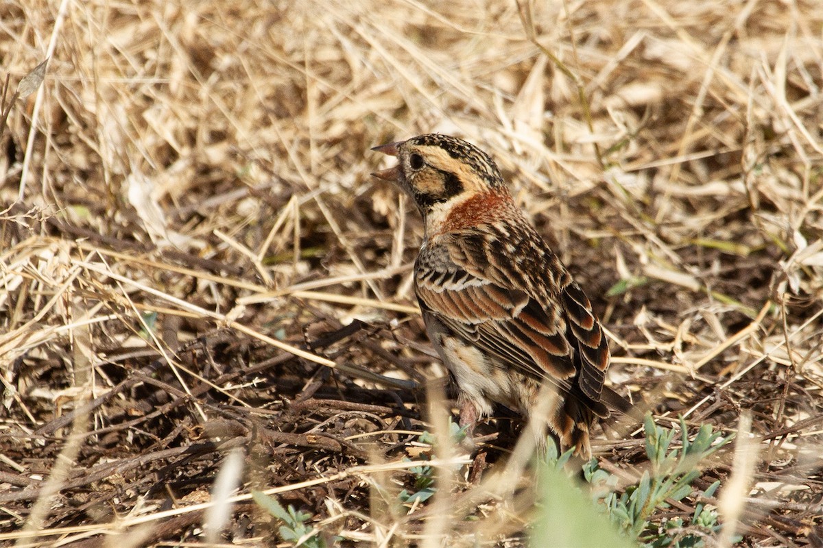 Lapland Longspur - ML643329069