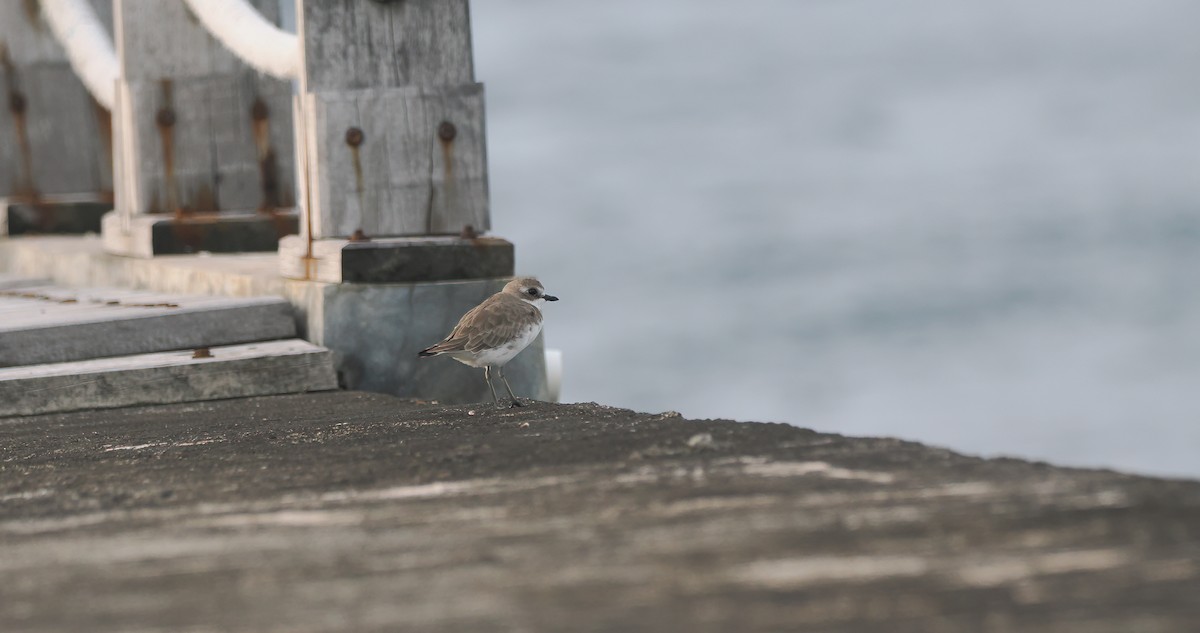 Siberian Sand-Plover - ML643329072