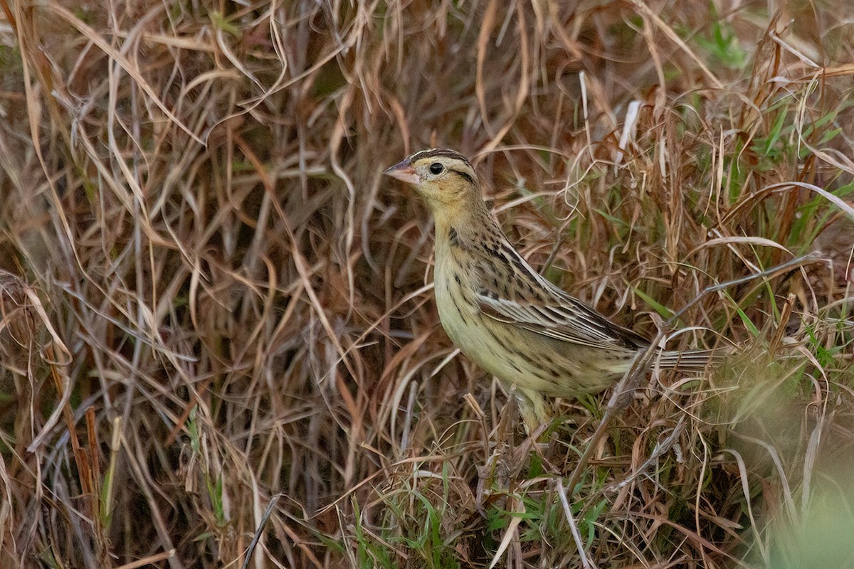 Bobolink - ML643329074