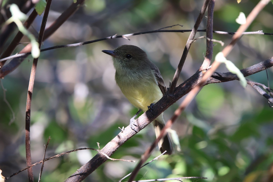 Tyran des Galapagos - ML643329077