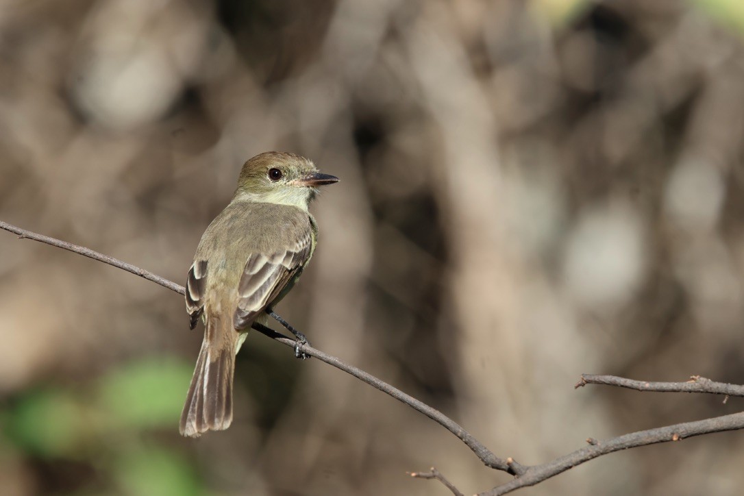Tyran des Galapagos - ML643329090