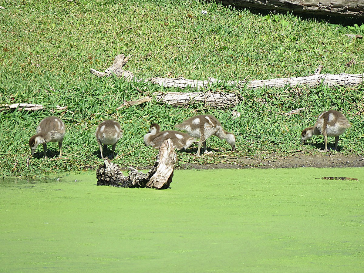 Egyptian Goose - ML643329101