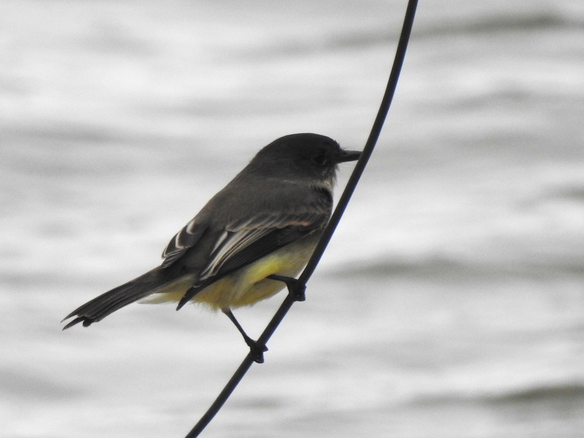 Eastern Phoebe - ML643329114