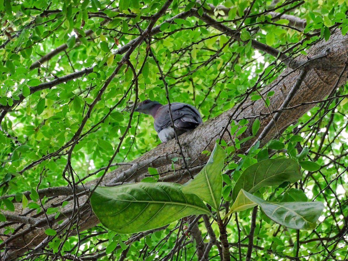 Pale-vented Pigeon - ML643329125
