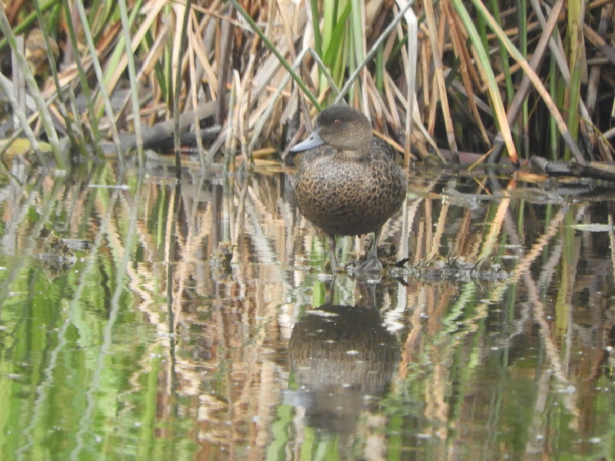 Chestnut Teal - ML643329163