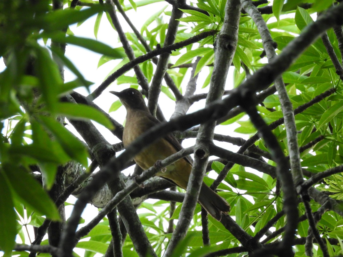 Clay-colored Thrush - ML643329190
