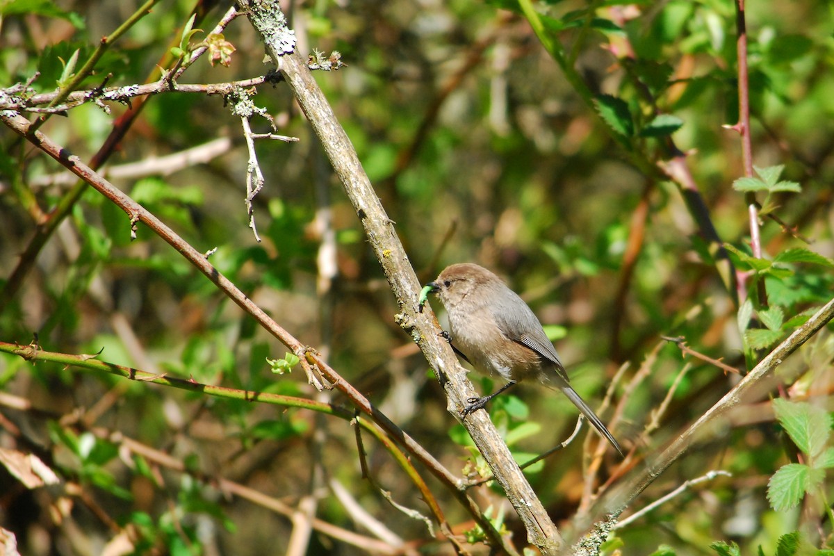 Bushtit - ML643329215