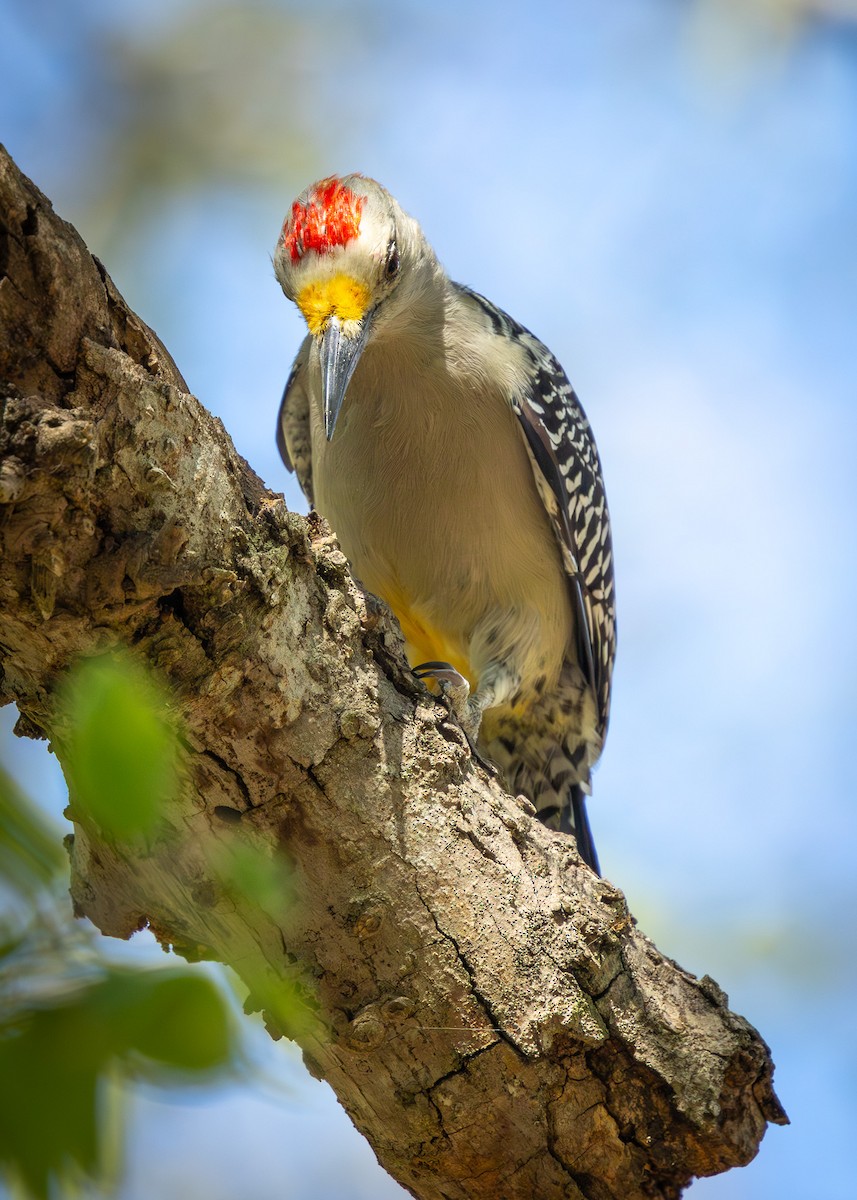 Golden-fronted Woodpecker - ML643329216