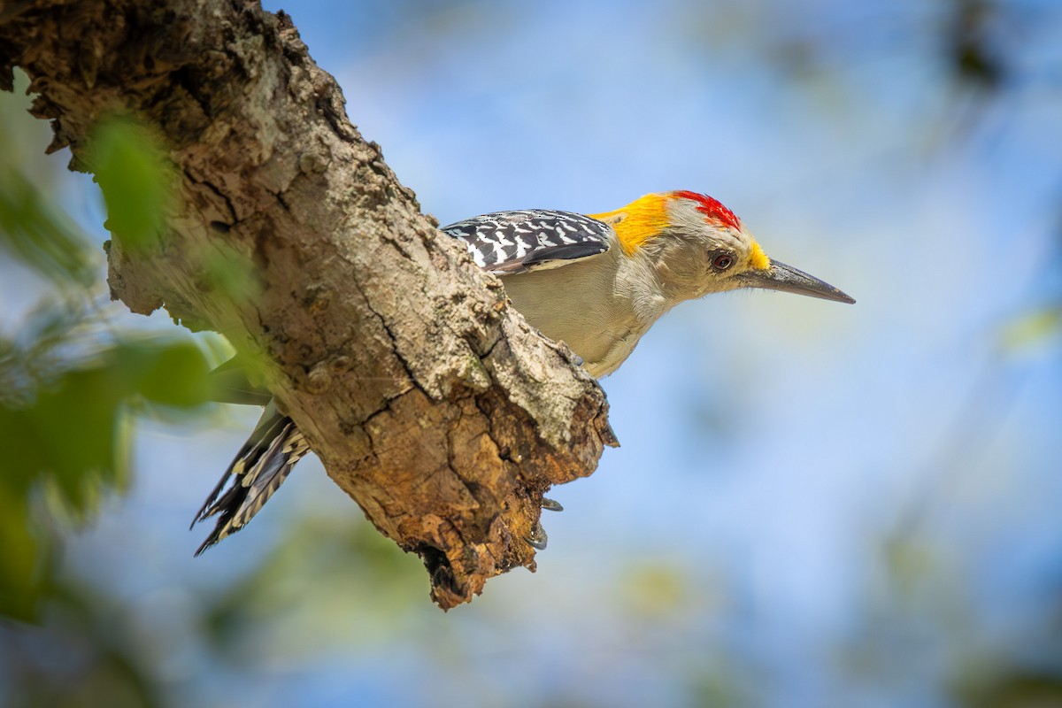 Golden-fronted Woodpecker - ML643329217