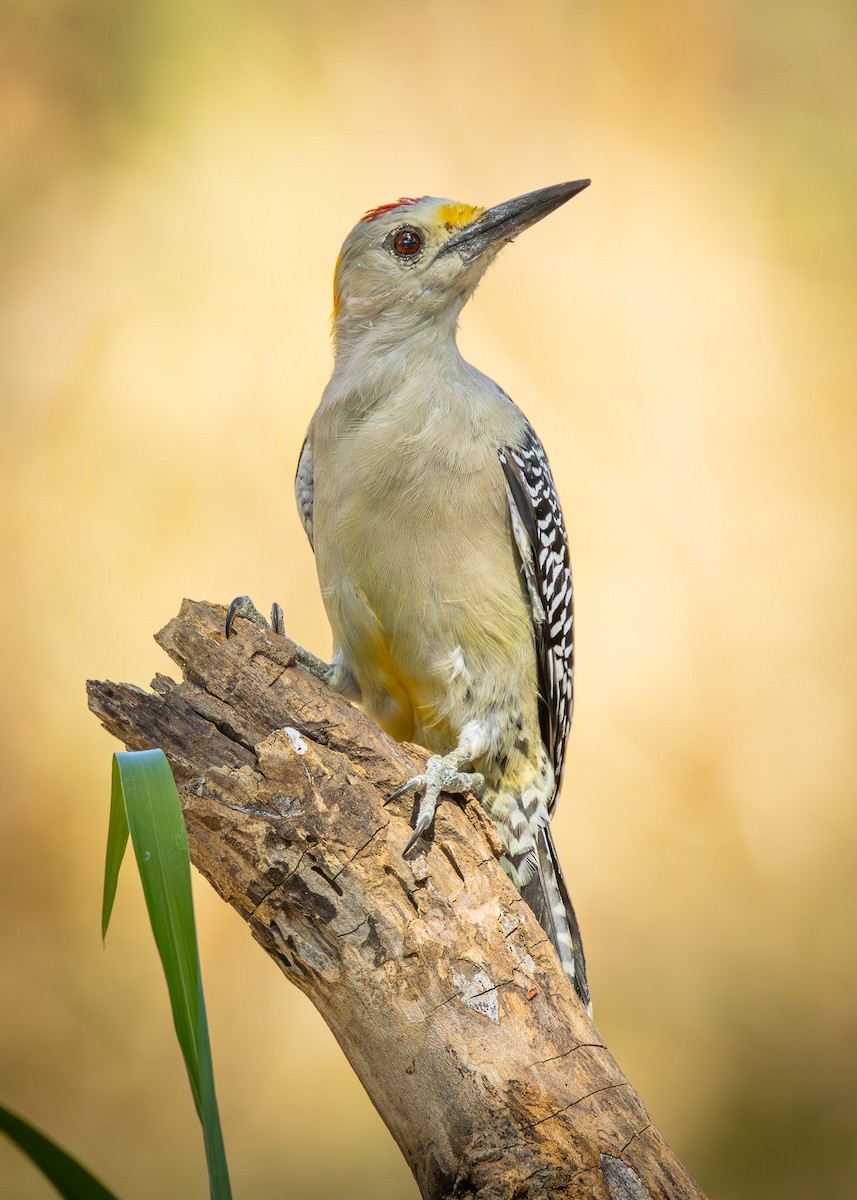 Golden-fronted Woodpecker - ML643329218