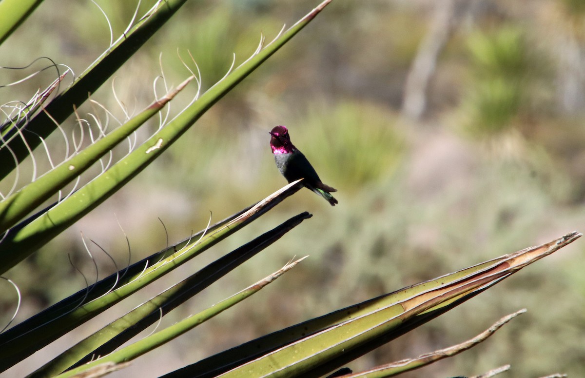Anna's Hummingbird - ML643329230