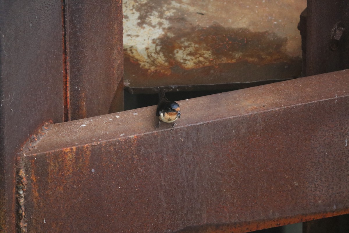 Barn Swallow - ML643329257