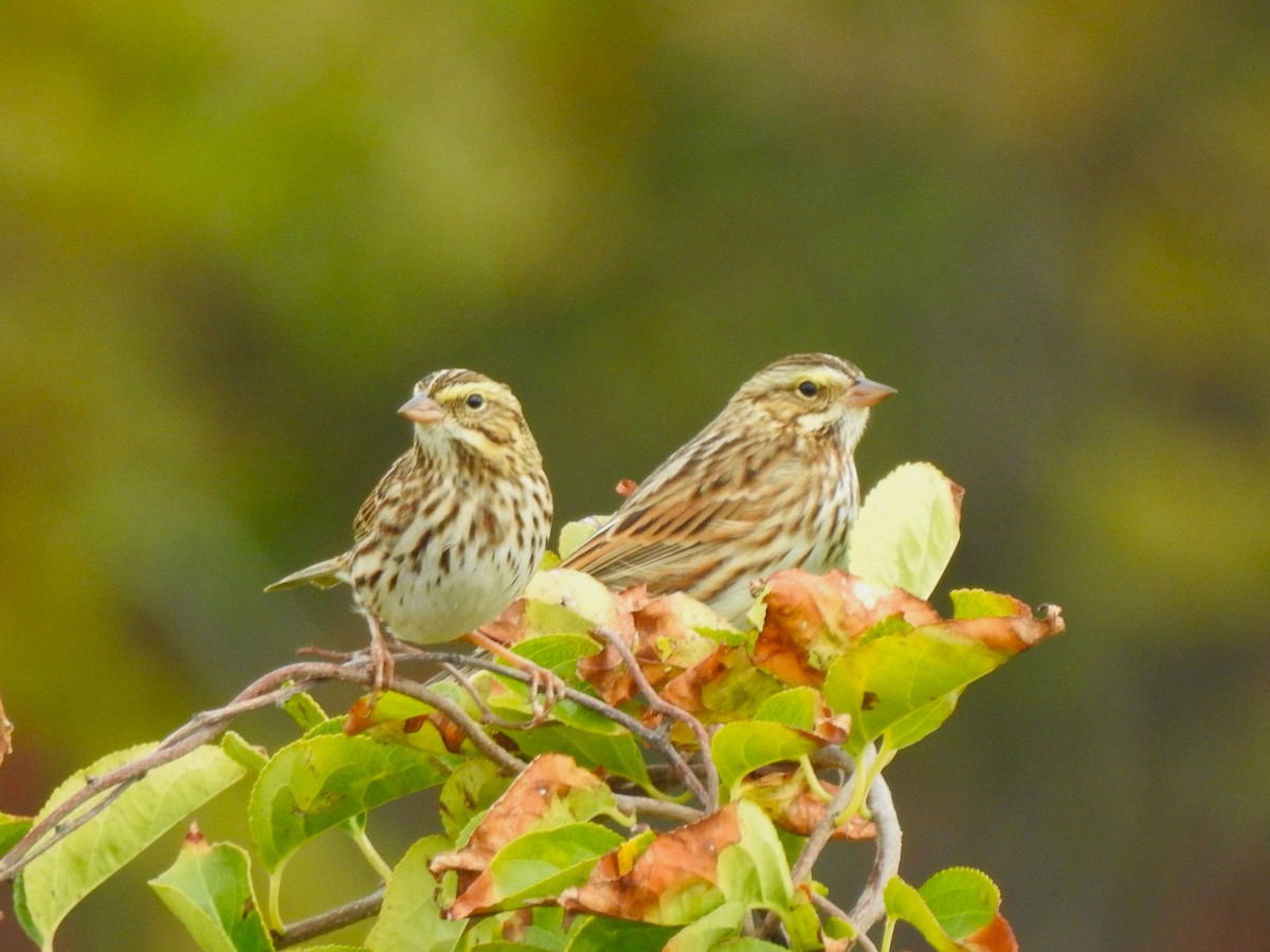 Savannah Sparrow - ML643329268