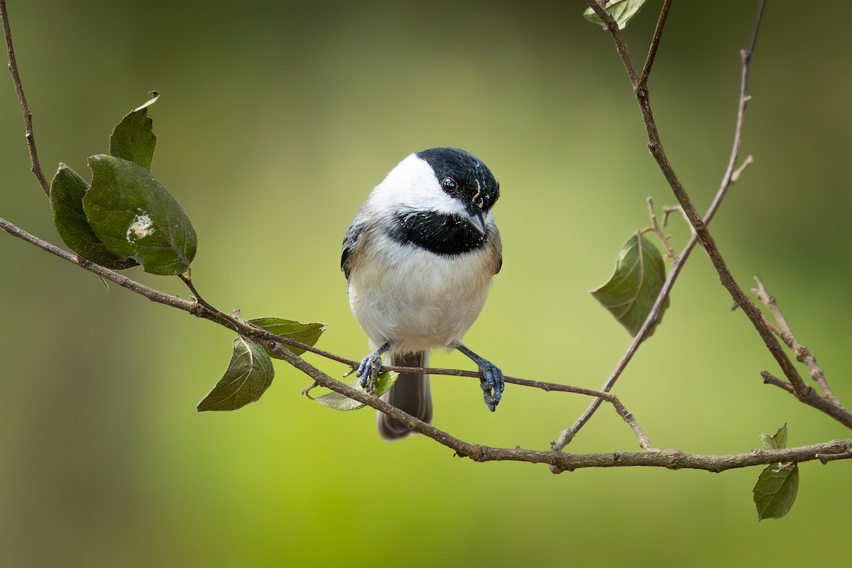 Carolina Chickadee - ML643329273