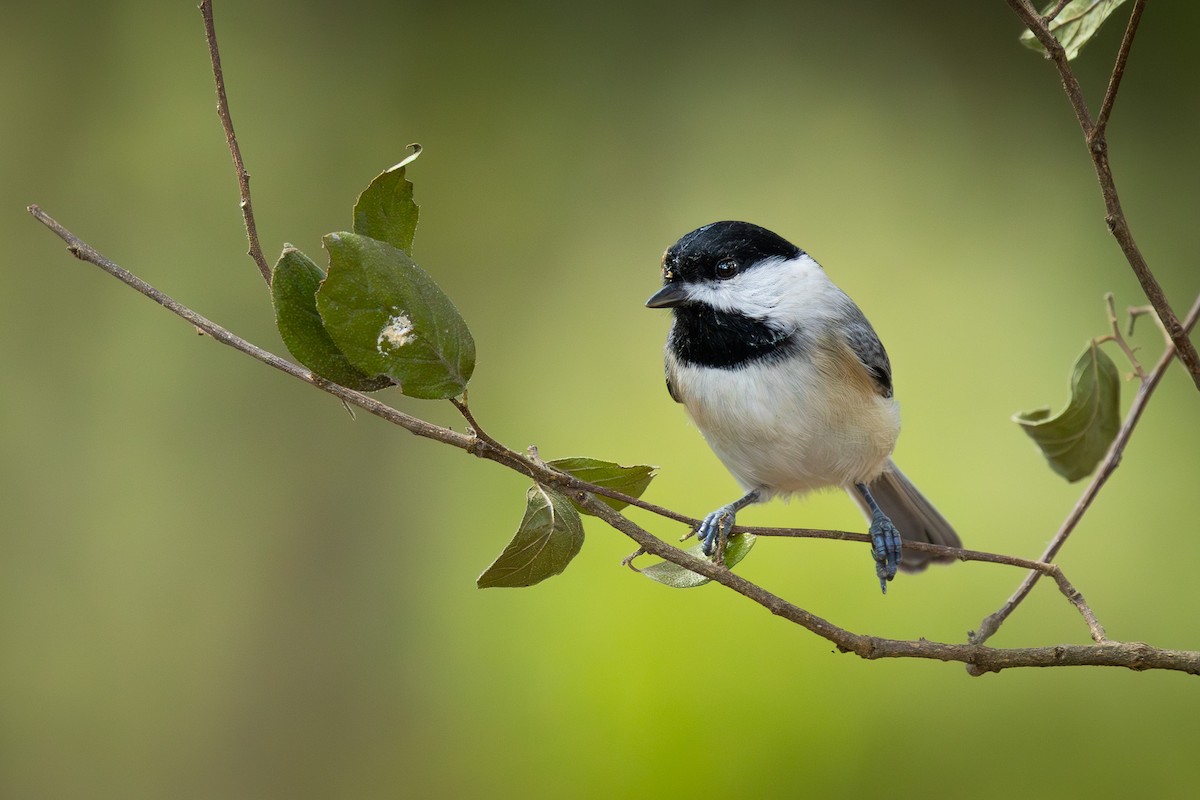 Carolina Chickadee - ML643329274