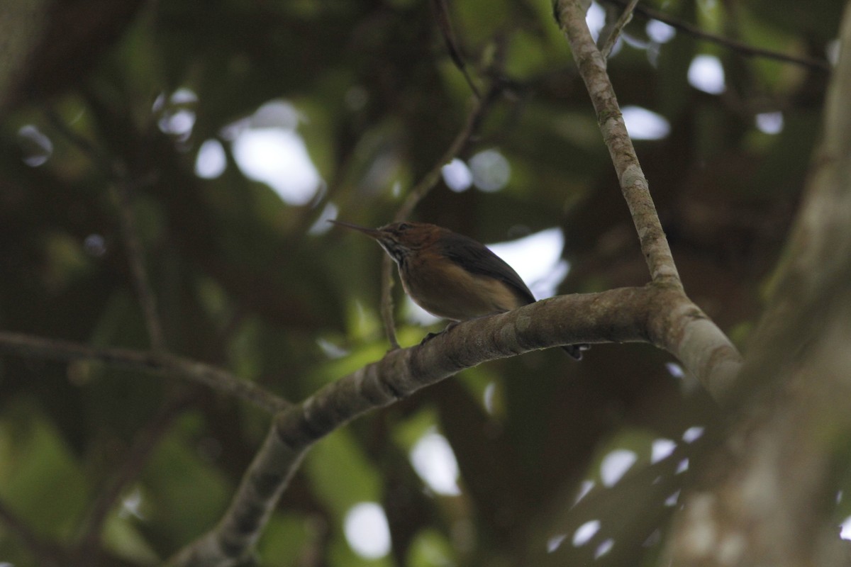 Long-billed Gnatwren - ML643329276