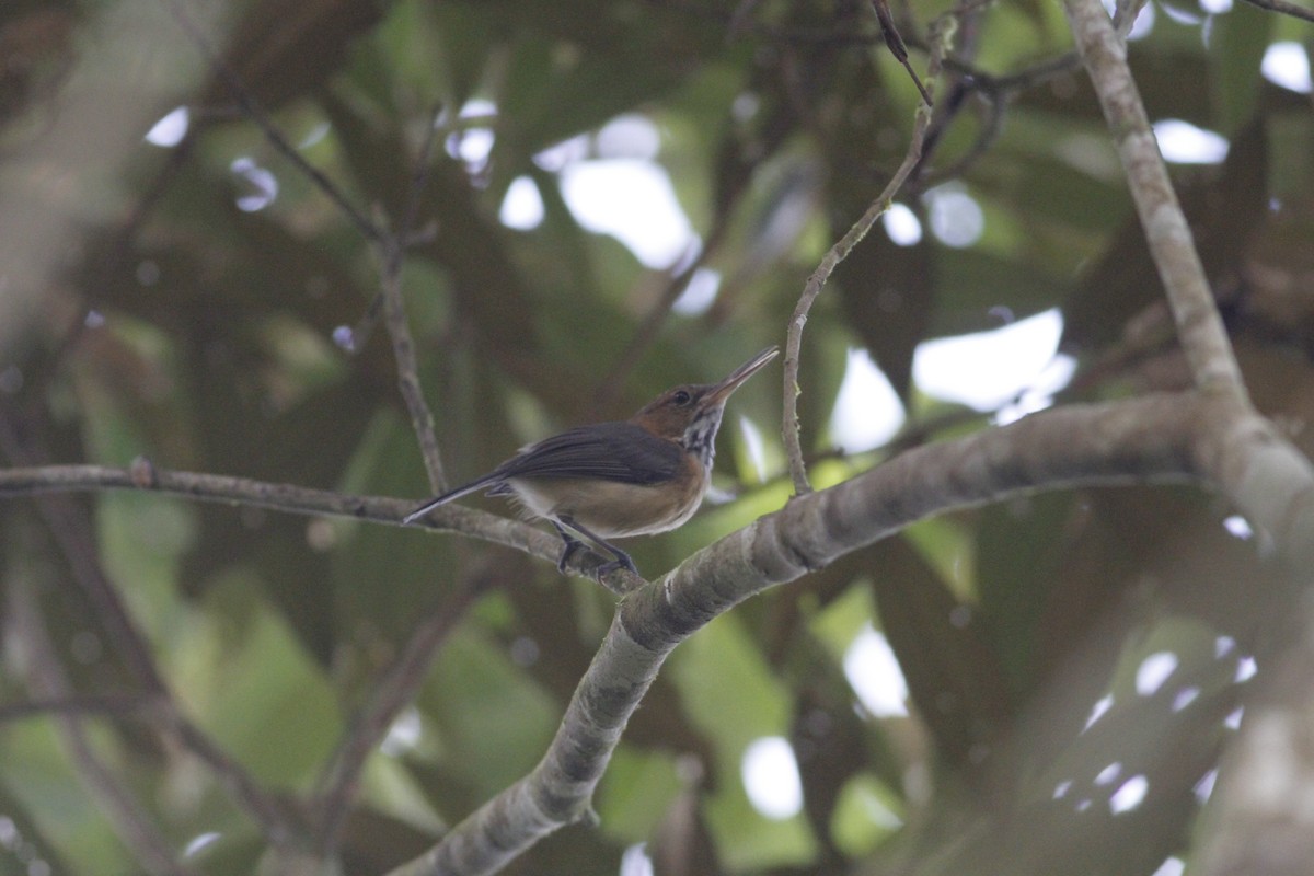 Long-billed Gnatwren - ML643329277