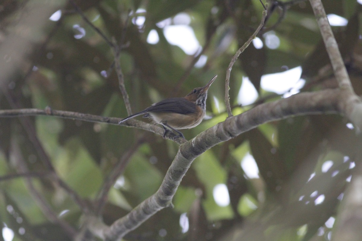 Long-billed Gnatwren - ML643329278