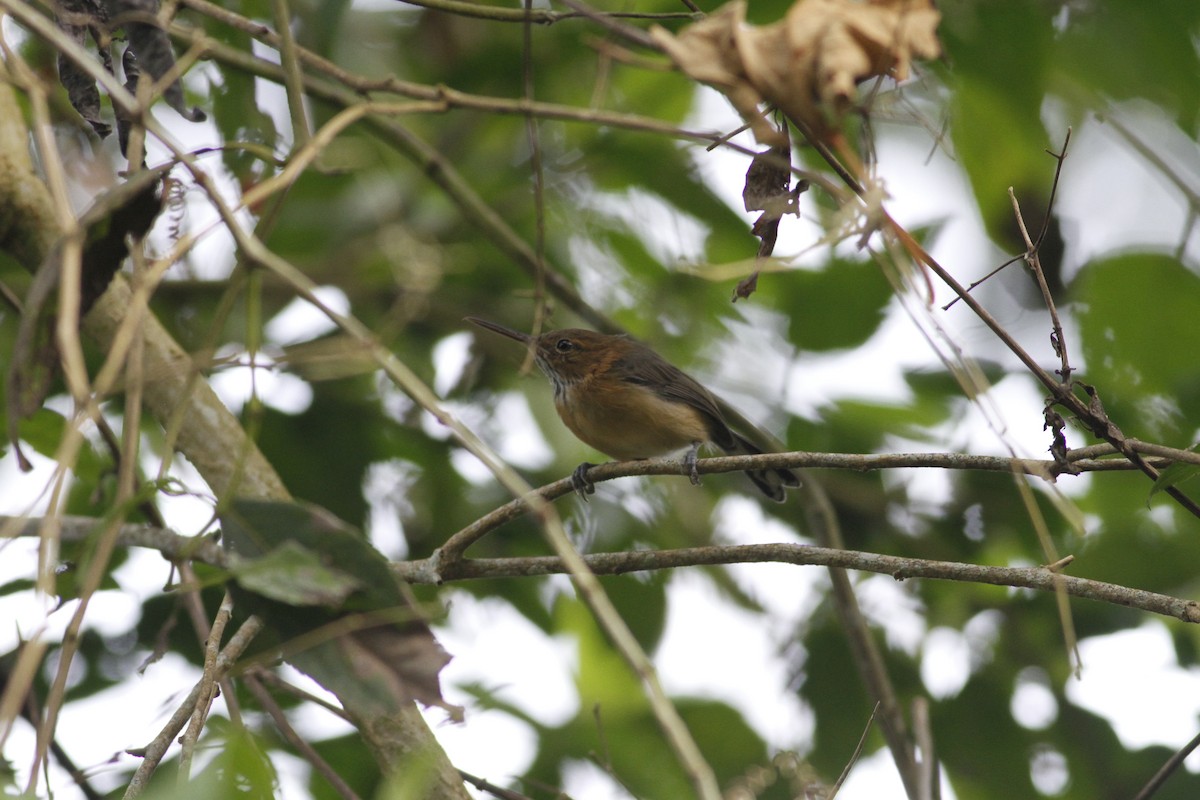 Long-billed Gnatwren - ML643329279
