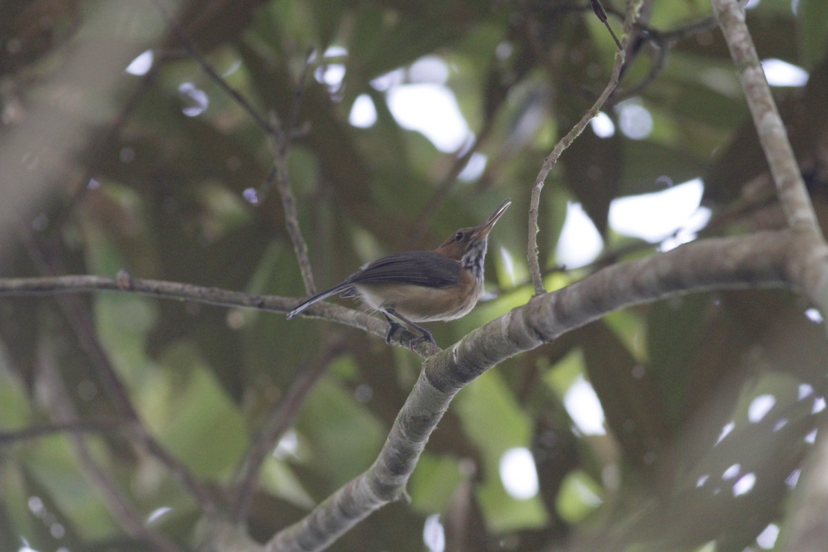 Long-billed Gnatwren - ML643329280