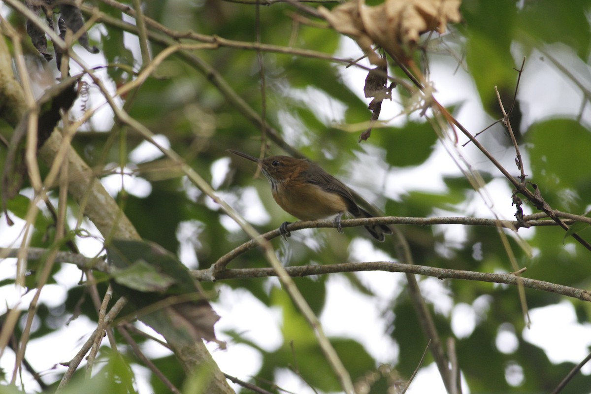 Long-billed Gnatwren - ML643329281